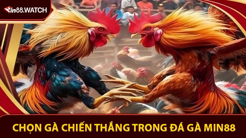Cách chọn gà chiến thắng trong đá gà Min88