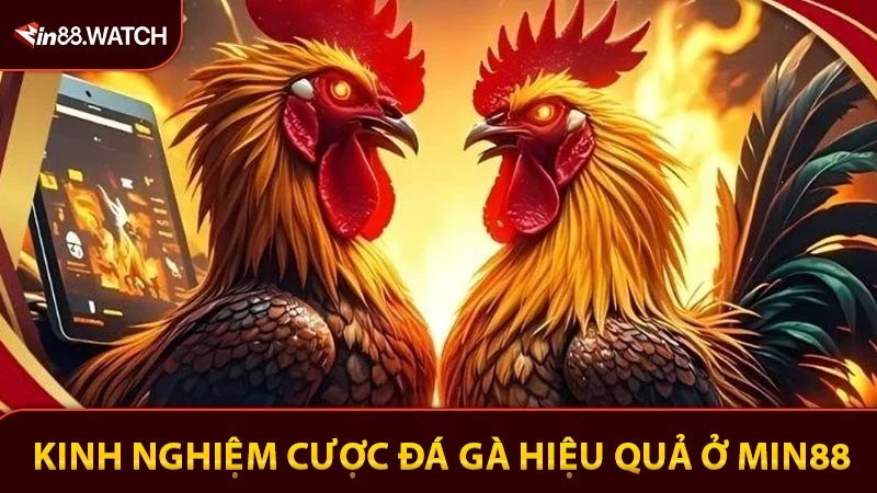 Kinh nghiệm cược đá gà hiệu quả ở Min88